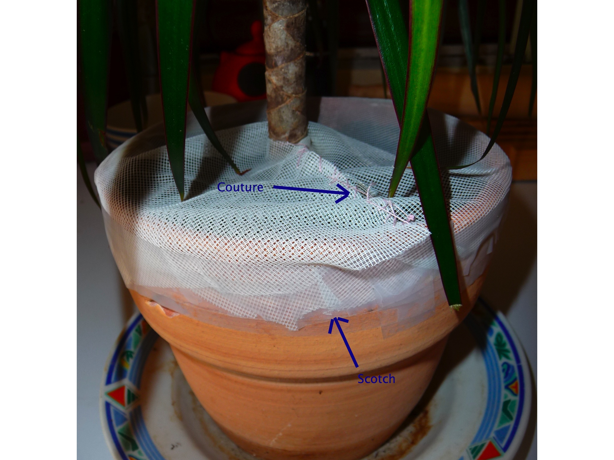 Comment se débarrasser des moucherons dans les plantes ? - SWAP Blog